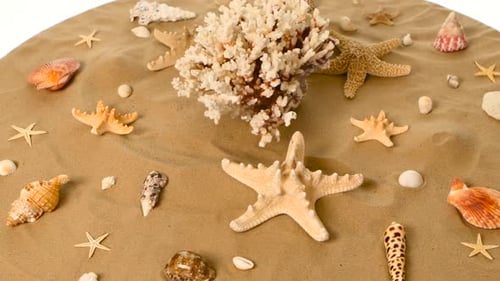 Conchas marinhas sobre uma areia, brancas, rotação