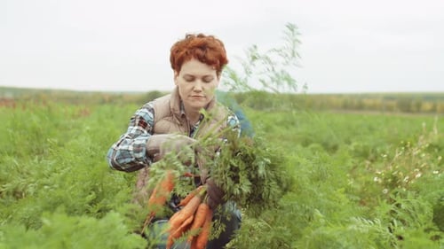 Woman Harvesting Fresh Carrot on Farm Field
