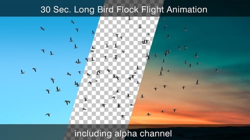 Bird Flock