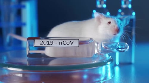 Mouse Observes Ampule in Laboratory Close-Up