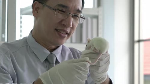 Scientist Examining a Small White Mouse in Lab