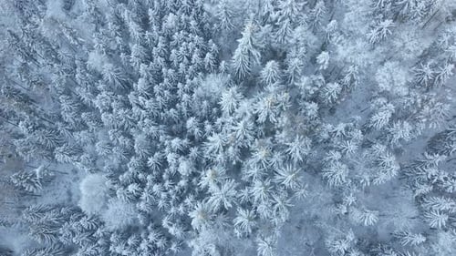 Aerial View of Forest Covered Wirt Snow