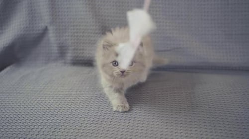 Adorable Kitten Playing with Toy Indoors