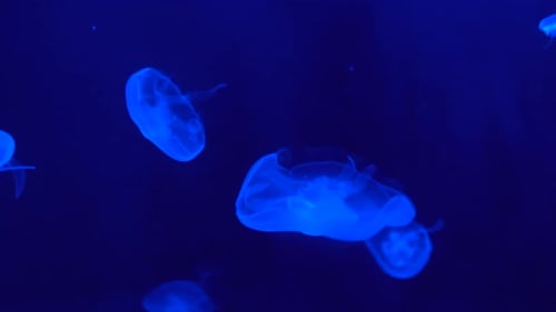 Fluorescent jellyfish on a blue background floating in the deep, marine life close up