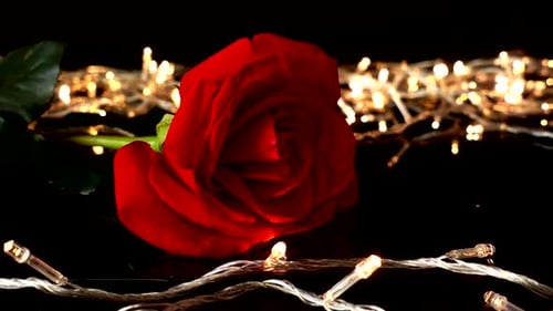 Rosen auf schwarzem Hintergrund