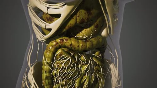 Detailed 3D Animation of Human Intestines and Digestive System