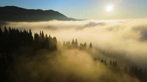 Aerial View of Bright Foggy Morning Over Dark Mountain Forest Trees at Autumn Sunrise