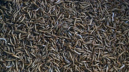 A Lot of Swarming Worms for Feeding Birds Fish and Other Mammals on Bird Market