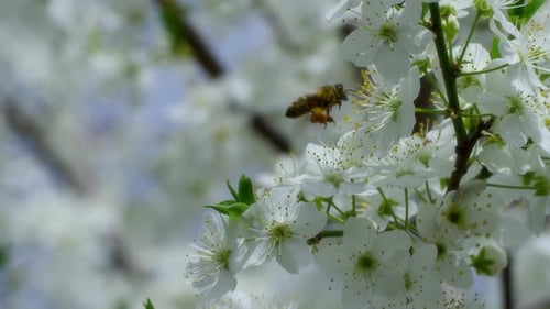 Bee On Flower 69
