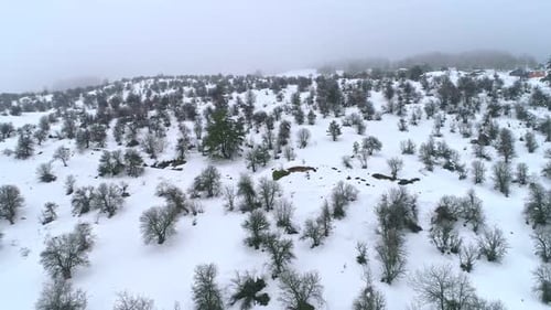Schneebedeckte Bäume