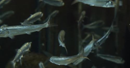 Dark Ocean Water and Silver Fishes Swimming in Different Directions