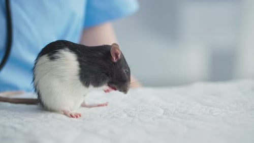 Animal Care Little Cute Mouse Washes Its Fur on Table in Veterinarians Office in Clinic Closeup