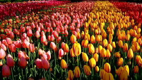 Blooming Tulips in Keukenhof Flower Garden. Lisse, the Netherlands