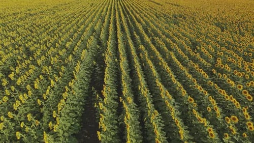 Sunflower Field