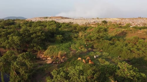 Aerial view cows grazing grass near rubbish dump site