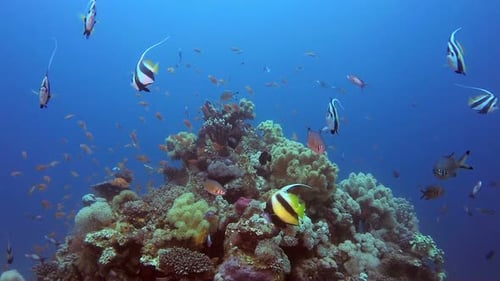 Bannerfish and Tropical Fishes