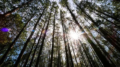 Vista de cima ou de baixo dos pinheiros na floresta sob o sol