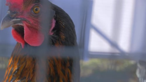 Closeup of the head of the cock that walks in the cage