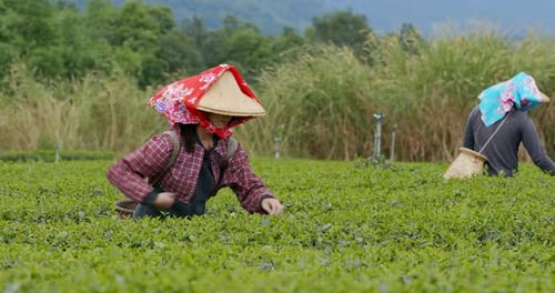 People pick tea leaves in the farm