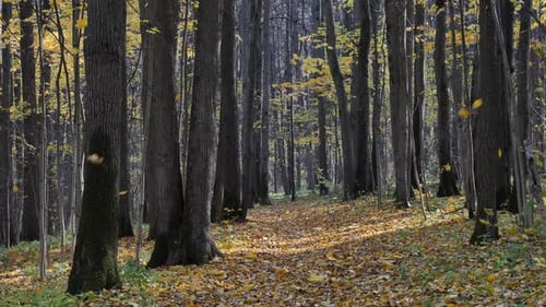 Autumn Forest in a Windy Day, Fall of the leaves.