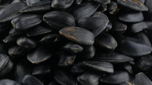 Pile of Black Sunflower Seeds Close Up