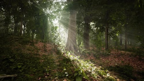 La lumière brille dans la nature