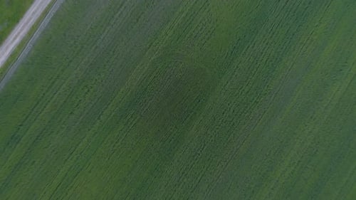 Agricultural landscape with field with green wheat. Green wheat stalks blow in the wind