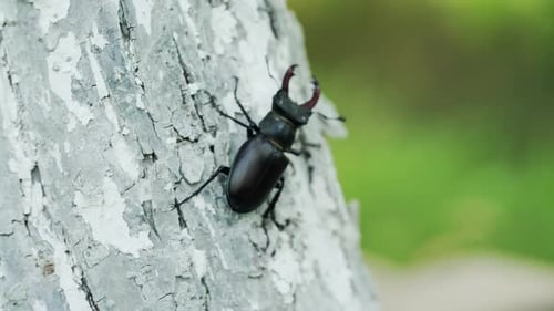 Stag Beetle Climbing Tree Bark in the Forest