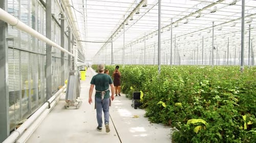 People Walking Through Large Commercial Greenhouse