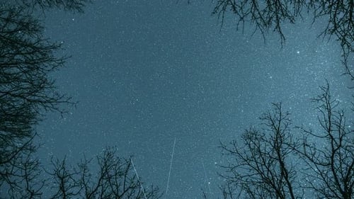 Sterne des Nachthimmels über Eichen, Ästen im zeitigen Frühjahr. Natürlicher Sternenhimmel über dem Wald. Nachthimmel