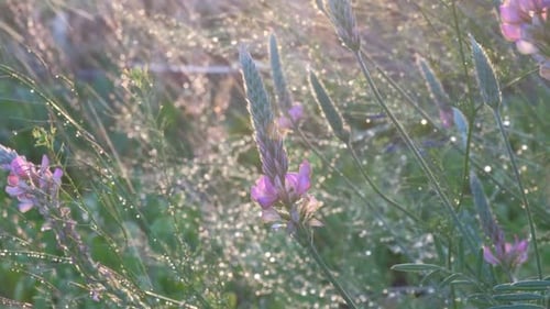 Blumen in der Natur