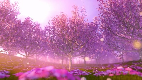 Sakura blüht während der Frühlingssaison im Park