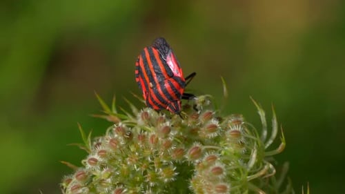 Nahaufnahme eines ruhenden Insekts mit roten und schwarzen Streifen, das im Sommer die wunderschöne Natur genießt