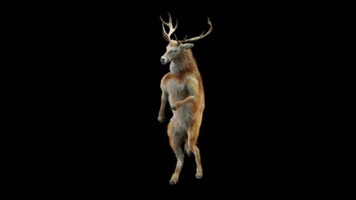 3D Animated Dancing Deer with Alpha Channel