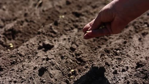 Farmer hands planting for planting seeds in the garden on sunny spring day. woman's hands putting