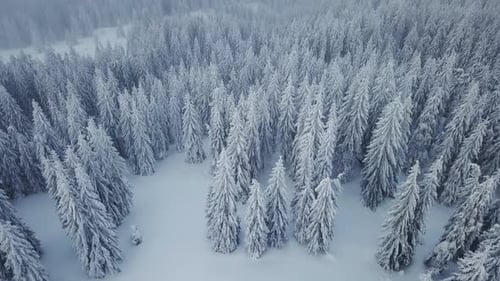 Flying above winter forest in the mountains. Snowy trees