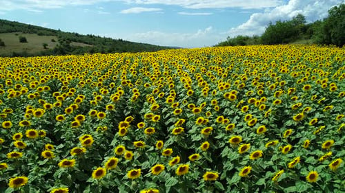 Sunflowers Field