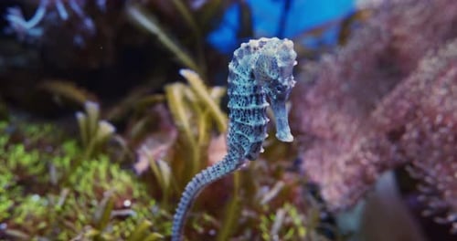 Majestic and Closer Look at a Sea Horse with Sea Anemonies in Background