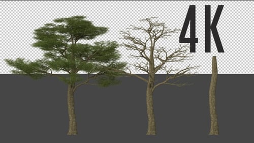 Thorn Tree Growing