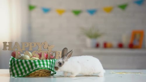 Fluffy Rabbit with Easter Eggs in Basket