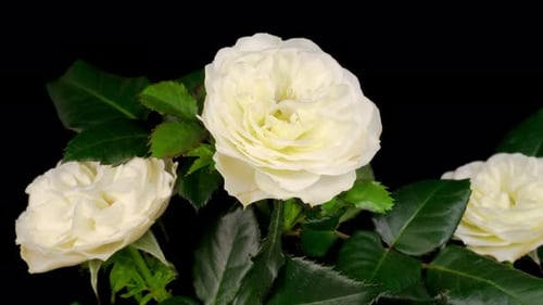 Time Lapse of Opening White Rose Flower