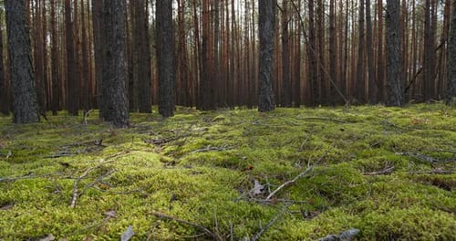 Moss In The Forest