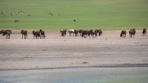 Free Herd of Wild Horses in Treeless Flat Plain