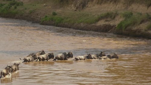 Gnus crossing a river in Masai Mara