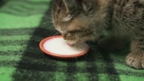 Cute Kitten Laps Milk from a Saucer