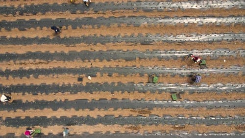 Workers Planting Crops in Agricultural Field, Aerial View