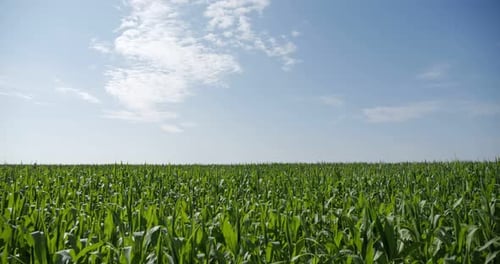 Maisfeld Blaue Wolken
