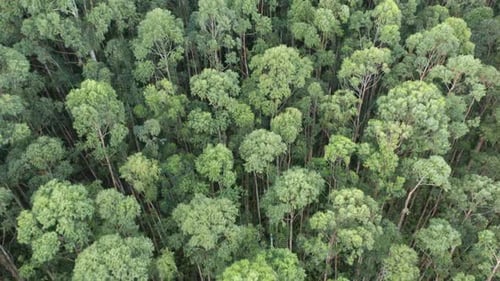 Tropical Forest Aerial