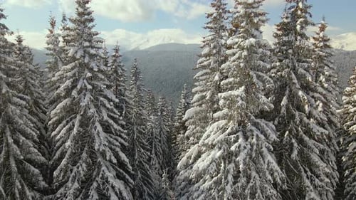 Aerial view of tall pine trees covered with fresh fallen snow in winter mountain forest on cold