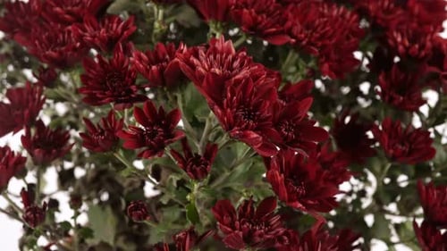 Rotating Autumn Garden Flowers On The Background 8.